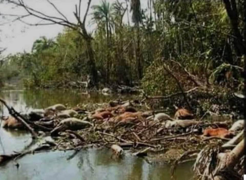 পেকুয়ায় কালবৈশাখী ঝড়ের আঘাতে অনেক পরিবার এখন খোলা আকাশের নিচে